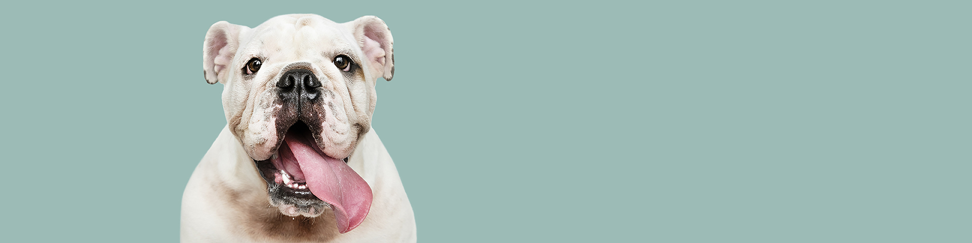 Linha veterinária Comercial MADP — equipamentos Alfamed Vet e Laslo